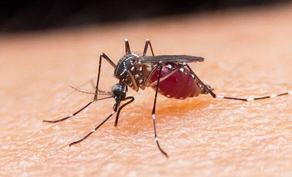 комарът е носител на протозойни паразити и малария